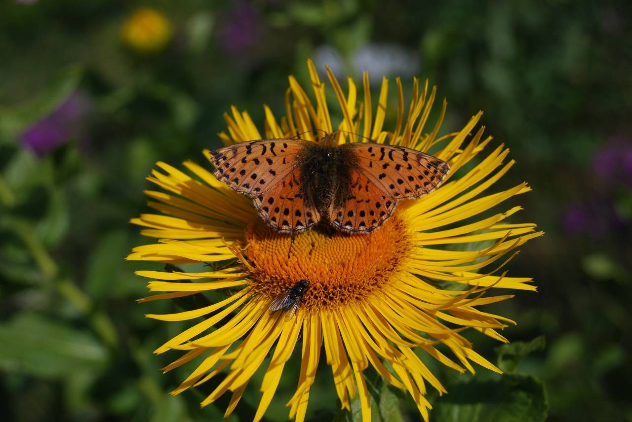Lagodekhi Protected Areas
