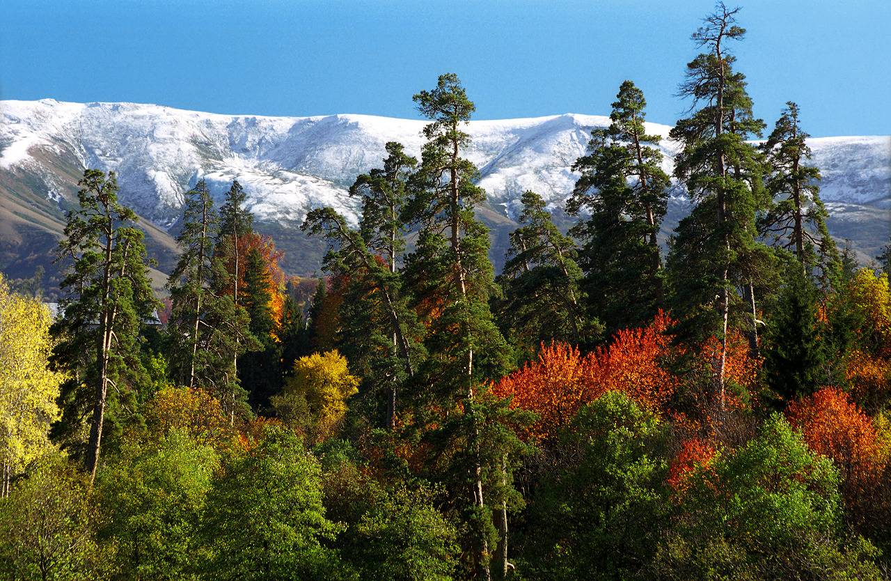 Borjomi-Kharagauli National Park Trek