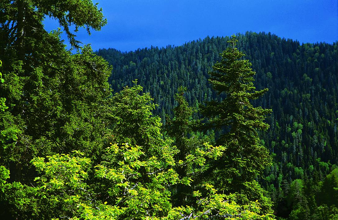 Borjomi-Kharagauli National Park Trek