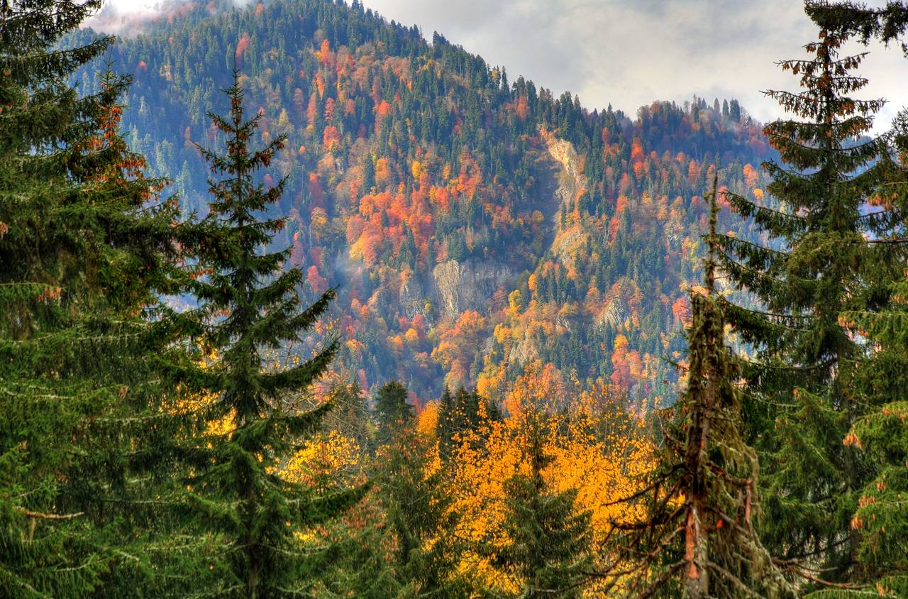 Borjomi-Kharagauli National Park Trek