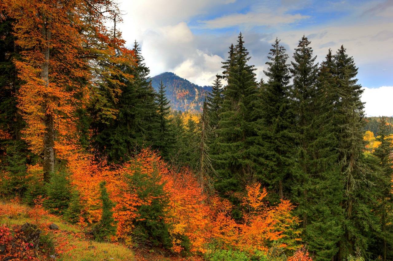 Borjomi-Kharagauli National Park Trek